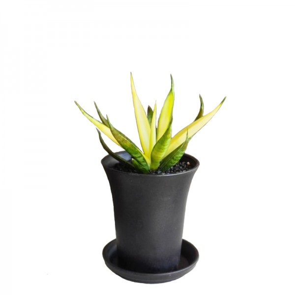 Сансевієрія 'Комет Кризанта Лемон ' / Sansevieria 'Comet Chrysanta Lemon'  Ø7,5см ↑15см