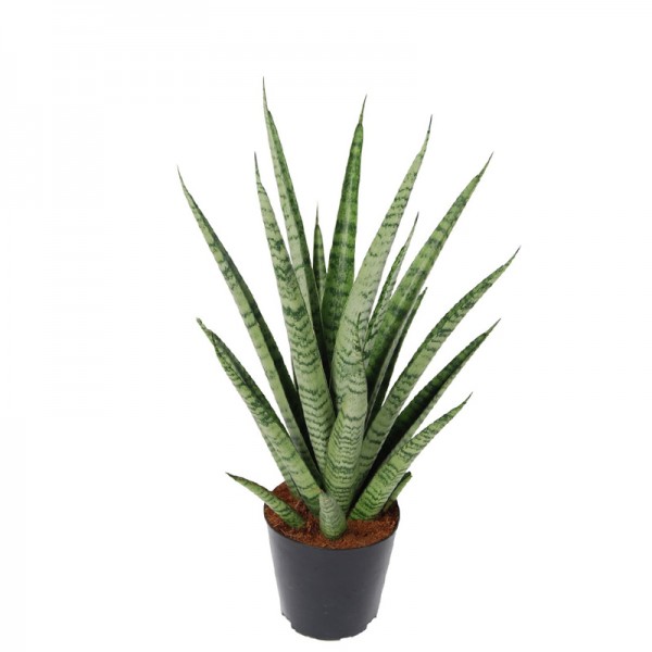 Сансевієрія 'Комет Квін Марбл' / Sansevieria 'Comet Queen Marble'  Ø12см ↑30-40см