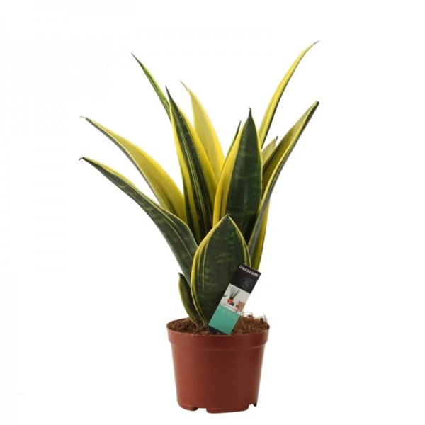 Сансевієрія 'Голд Флейм' / Sansevieria 'Gold Flame'  Ø12см ↑45 см