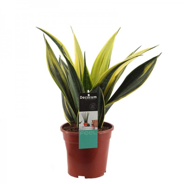 Сансевієрія 'Голд Флейм' / Sansevieria 'Gold Flame'