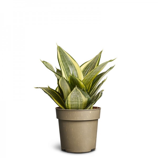 Сансевієрія 'Голден Ханні' / Sansevieria 'Golden Hahnii'  Ø9см ↑20см