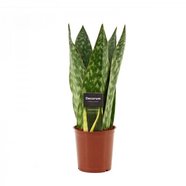 Сансевієрія 'Королева Ямайки' / Sansevieria 'Jamaiquina Queen'  Ø12см ↑30-40см