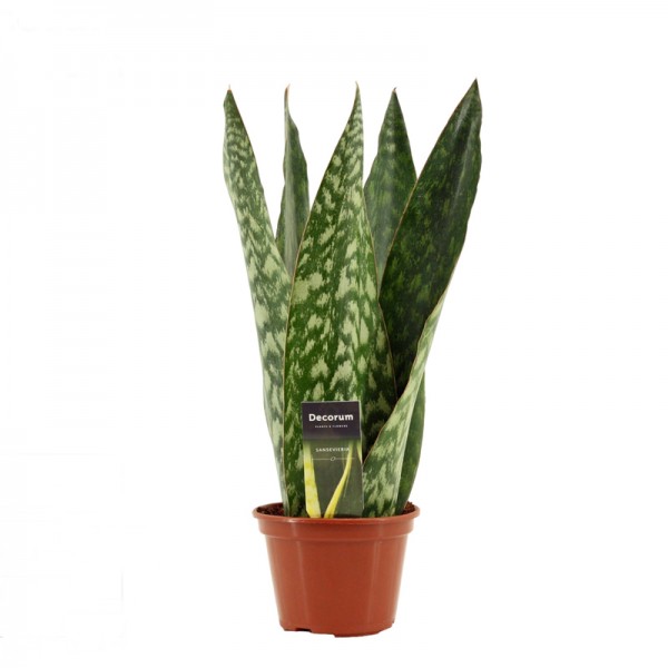 Сансевієрія 'Королева Ямайки' / Sansevieria 'Jamaiquina Queen' 