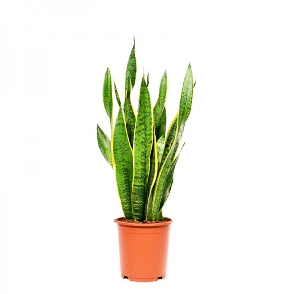 Сансевієрія Лауренті/ Sansevieria Zeylanica  Ø17см ↑60-80см