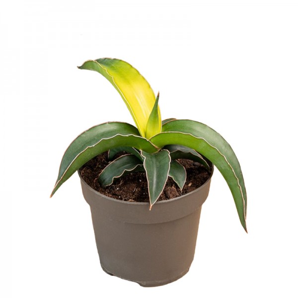 Сансевієрія 'Зоряна Канарка' / Sansevieria 'Star Canary'  Ø12см ↑15-20 см