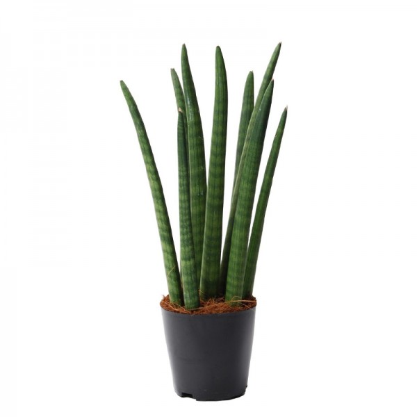Сансевієрія циліндрична / Sansevieria cylindrica Ø12см ↑35-45 см