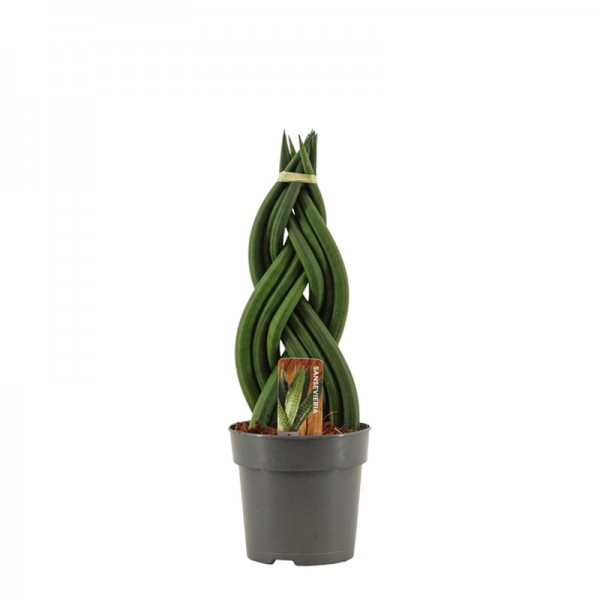 Сансевієрія циліндрична 'Коса' / Sansevieria cylindrica 'Twister' Ø14см ↑40-50 см