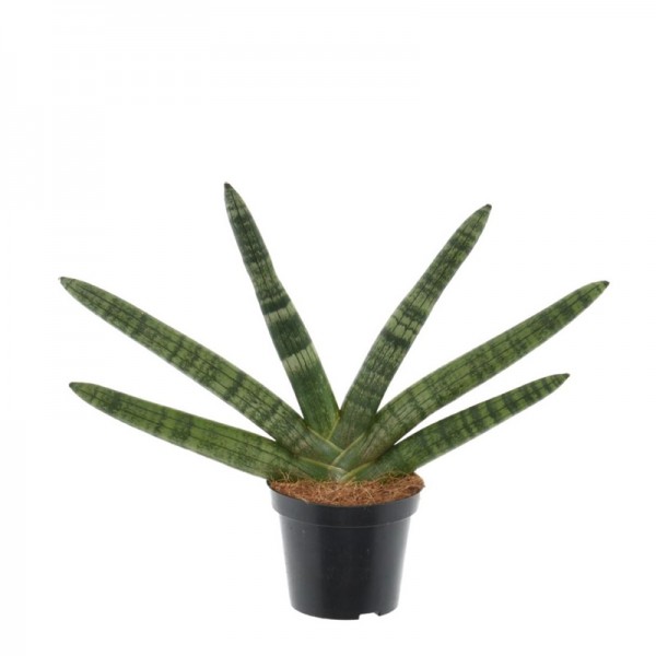 Сансевієрія циліндрична 'Скайлайн' / Sansevieria cylindrica 'Skyline'  Ø12см ↑25-30см