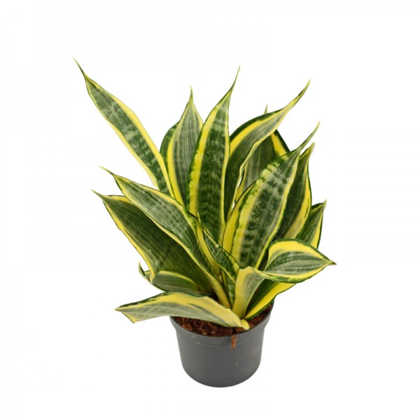 Сансевієрія 'Хай Колор' / Sansevieria 'Hi Color'  Ø12см ↑35см