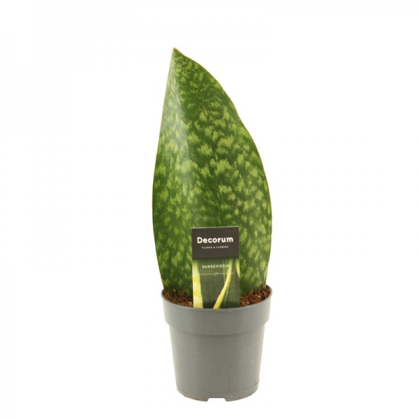 Сансевієрія масоніана / Sansevieria masoniana