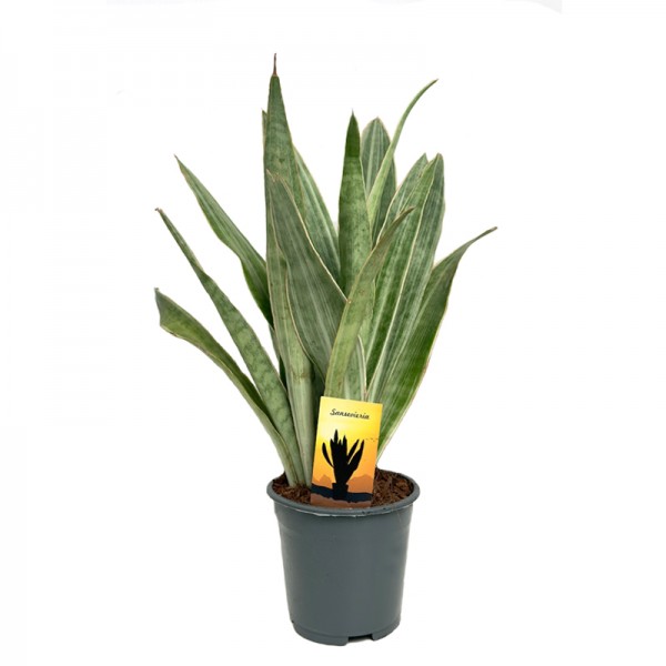 Сансевієрія Металіка / Sansevieria metallica  Ø14см ↑50 см