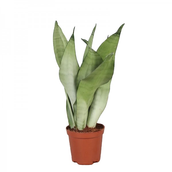 Сансевієрія Муншайн / Sansevieria Moonshine  Ø12см ↑45-50см