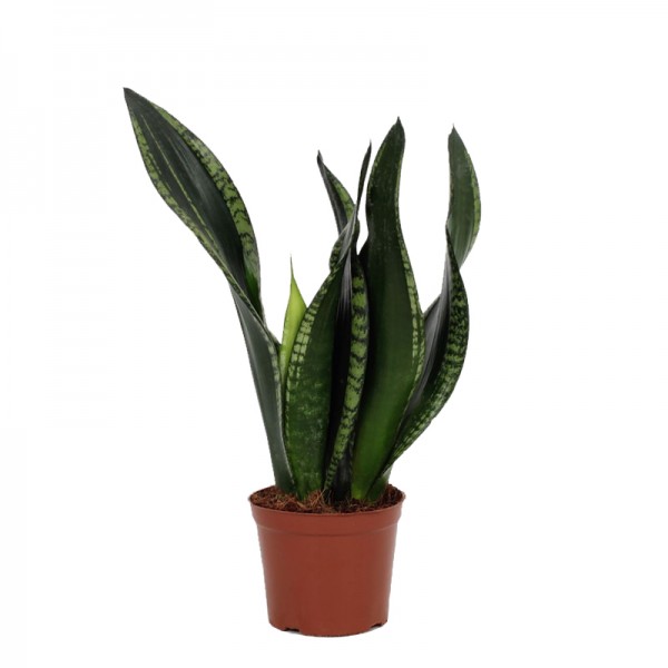 Сансевієрія 'Уітні' / Sansevieria 'Whitney'  Ø12см ↑25-30см