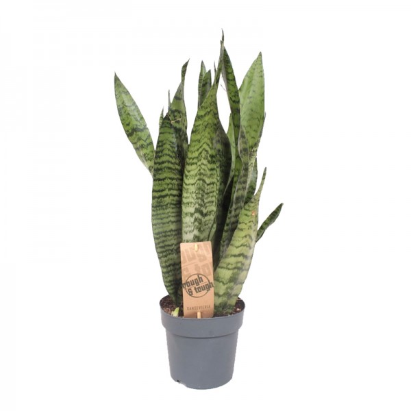 Сансевиерия Зейланика/ Sansevieria Zeylanica  Ø12см ↑50-60см