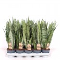 Сансевієрія Зейланіка/ Sansevieria Zeylanica  Ø12см ↑50-60см