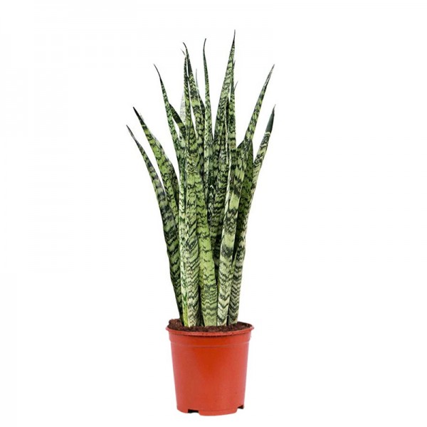 Сансевієрия Зейланіка/ Sansevieria Zeylanica  Ø22см ↑70-90 см
