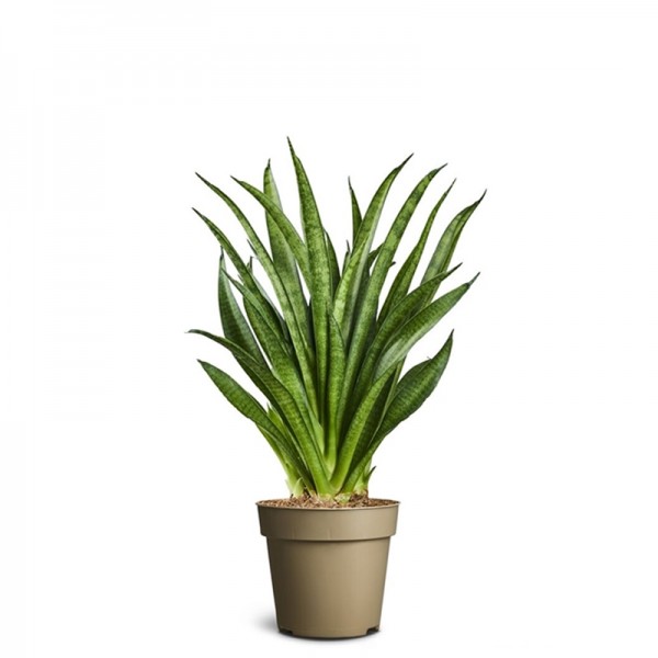 Сансевієрія 'Пантера' / Sansevieria 'Panthera'  Ø12см ↑35-45см