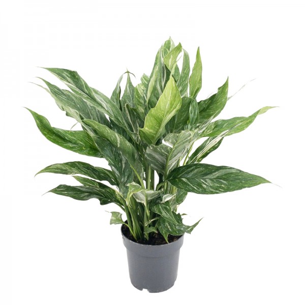 Спатифіллум 'Даймонд' / Spathiphyllum 'Diamond' Ø17см ↑55-65см