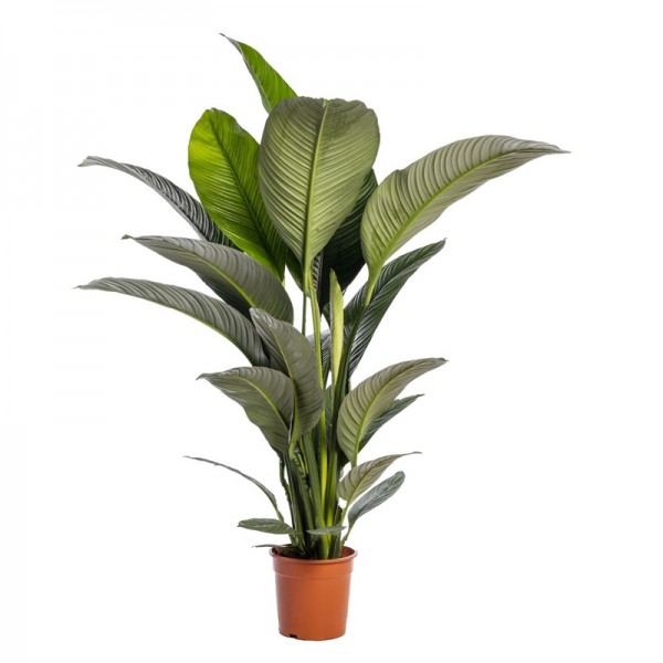Спатифіллум 'Сенсація' / Spathiphyllum 'Sensation' Ø24см ↑150см