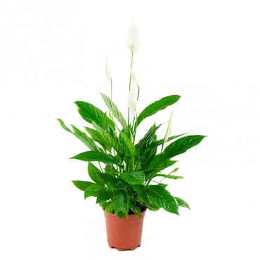 Спатифіллум / Spathi...