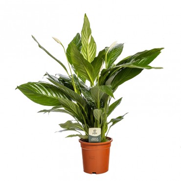 Спатифіллум 'Купідо'...