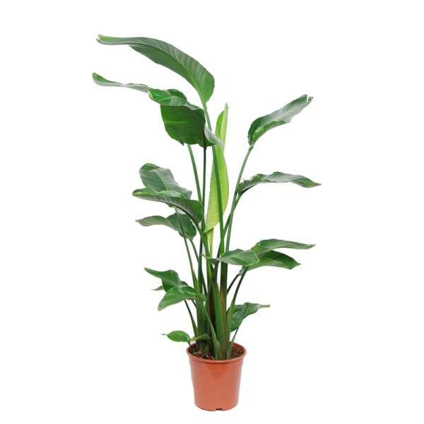 Стреліція Миколая / Strelitzia nicolai  Ø19см ↑120см