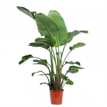 Стреліція Миколая / ...