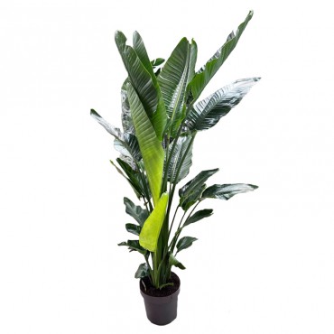 Стреліція Миколая / ...