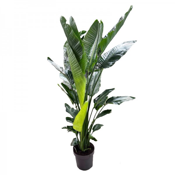 Стреліція Миколая / Strelitzia nicolai  Ø30см ↑200см