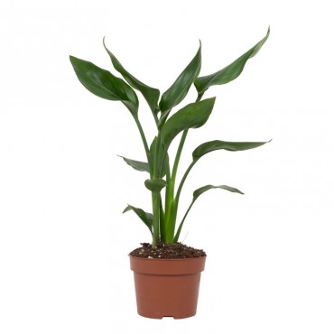 Стреліція королівськ...