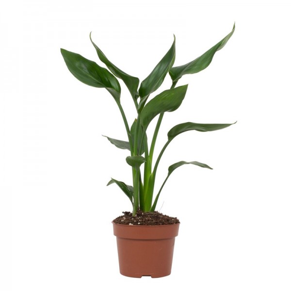 Стреліція королівська / Strelitzia reginae  Ø12см ↑30-40см