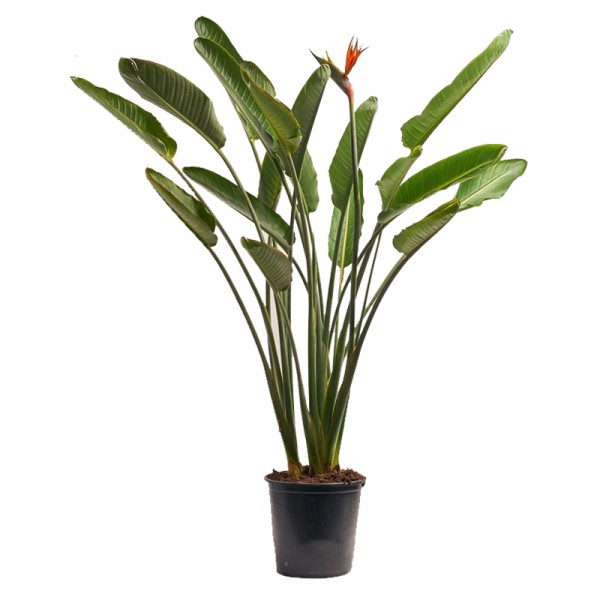 Стреліція королівська / Strelitzia reginae  Ø30см ↑140см