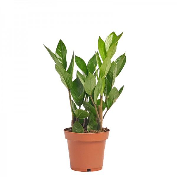 Замиокулькас замиелистный  / Zamioculcas zamiifolia  Ø12см ↑35-40см