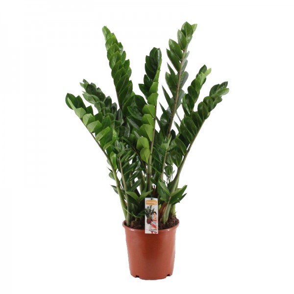 Заміокулькас замієлистий / Zamioculcas zamiifolia  