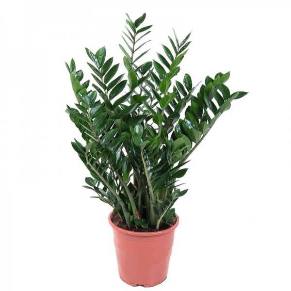 Замиокулькас замиелистный  / Zamioculcas zamiifolia  Ø27см ↑110-120см