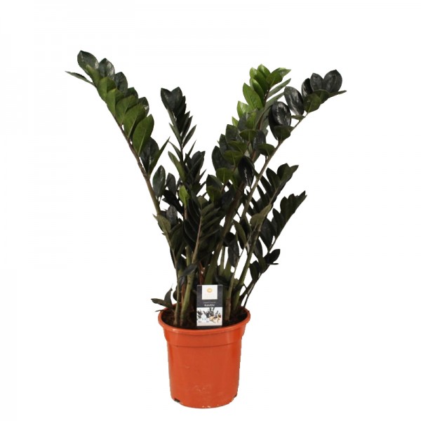  Заміокулькас замієлистий Равен / Zamioculcas zamiifolia Raven Ø17см ↑60-70см