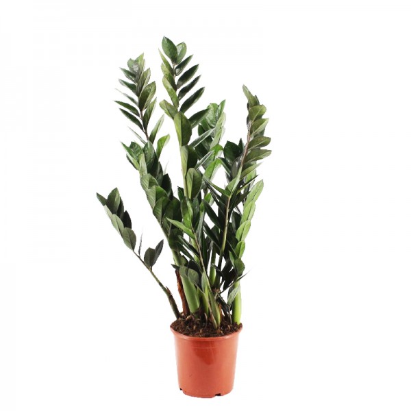 Заміокулькас замієлистий Супер Нова / Zamioculcas zamiifolia Super Nova Ø21см ↑80-90см