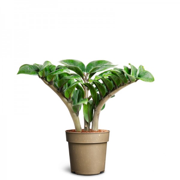 Заміокулькас замієлистий Зензі / Zamioculcas zamiifolia ZENZI Ø11см ↑35см