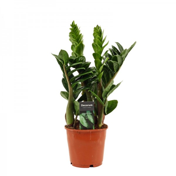 Заміокулькас замієлистий Зензі / Zamioculcas zamiifolia ZENZI